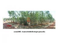 ที่ดินหลุดจำนอง ธ.ธนาคารออมสิน สกลนคร วานรนิวาส นาคำ
