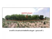 ที่ดินหลุดจำนอง ธ.ธนาคารออมสิน สุรินทร์ พนมดงรัก -
