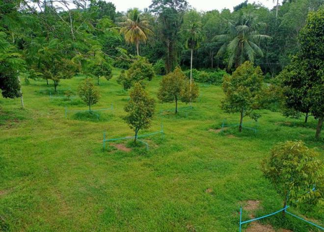 ที่ดินว่างเปล่าหลุดจำนอง ธ.ธนาคารกสิกรไทย นครศรีธรรมราช ร่อนพิบูลย์ หินตก