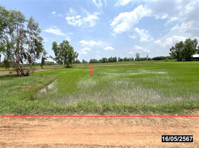 ที่ดินว่างเปล่าหลุดจำนอง ธ.ธนาคารกสิกรไทย กาฬสินธุ์ ร่องคำ เหล่าอ้อย